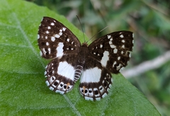 Lemonias zygia