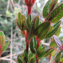 Brachyotum strigosum