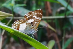 Lemonias zygia