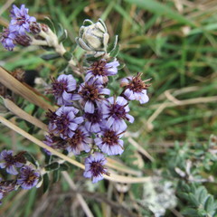 Linochilus phylicoides