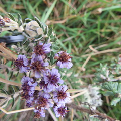 Linochilus phylicoides