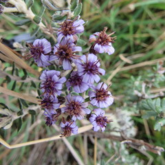 Linochilus phylicoides