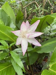 Goeppertia loeseneri