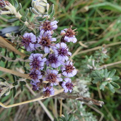 Linochilus phylicoides
