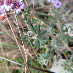 Linochilus phylicoides