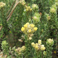Monticalia ledifolia