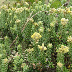 Monticalia ledifolia