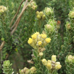 Monticalia ledifolia