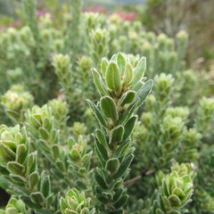 Monticalia ledifolia