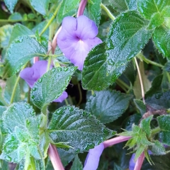 Achimenes