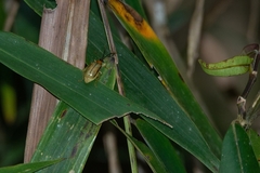 Diabrotica interruptolineata