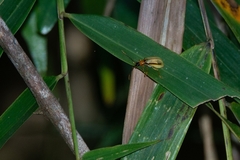 Diabrotica interruptolineata