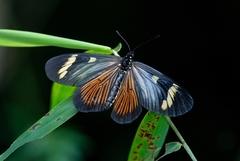 Actinote