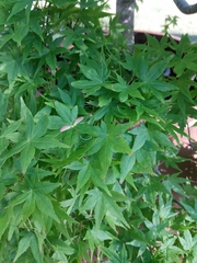 Acer palmatum