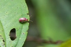 Alagoasa