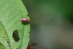 Alagoasa