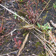 Agesander ruficornis