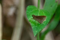 Nastra lurida