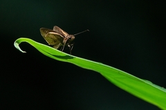 Psoralis stacara