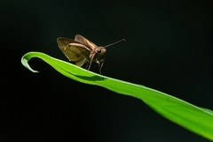 Psoralis stacara