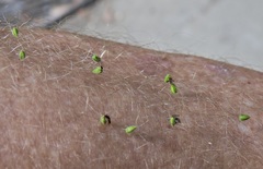 Boerhavia dominii