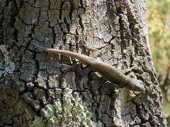 Sceloporus palaciosi
