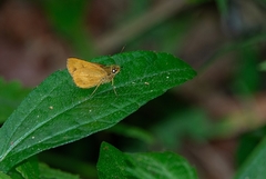 Anthoptus epictetus