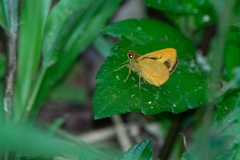 Anthoptus epictetus
