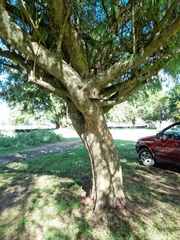 Libidibia paraguariensis