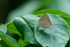 Contrafacia catharina