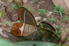 Pierella nereis