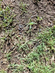 Libidibia paraguariensis