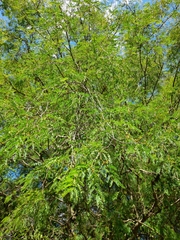 Libidibia paraguariensis