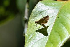 Hesperiidae