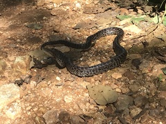 Chilabothrus striatus