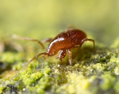 Pergamasus
