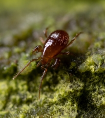 Pergamasus