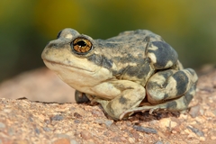 Pleurodema bufoninum