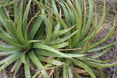 Puya nitida