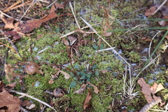 Micranthes virginiensis