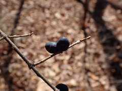 Forestiera ligustrina
