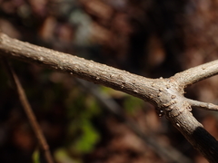 Forestiera ligustrina