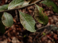 Forestiera ligustrina