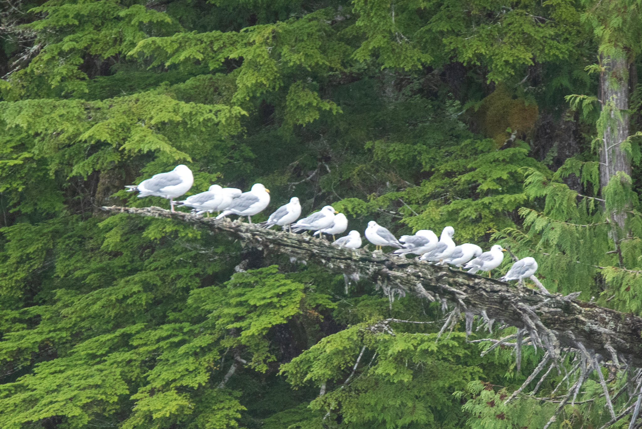 Short-billed Gull