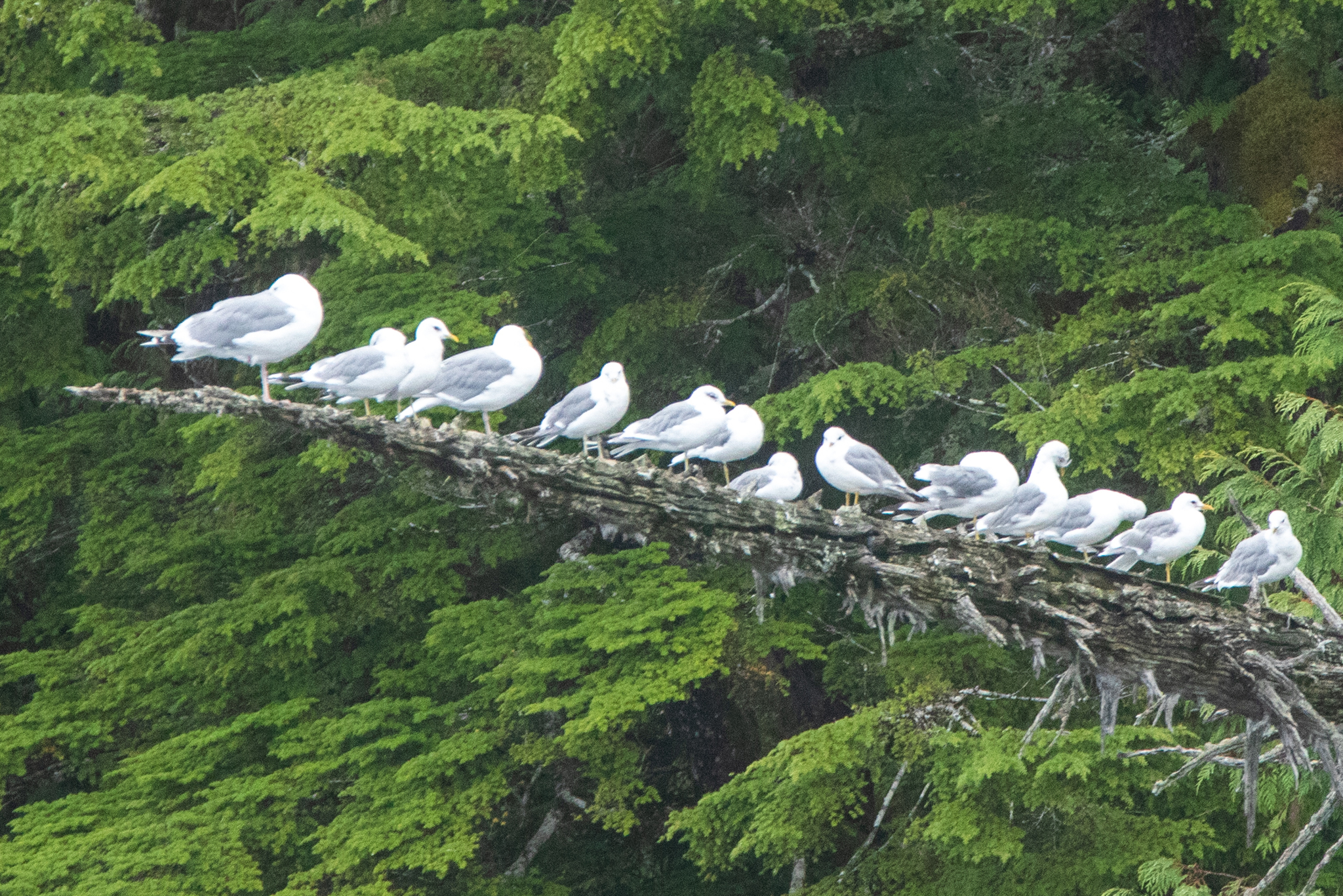 Short-billed Gull