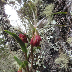 Epidendrum oxysepalum