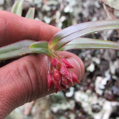 Epidendrum oxysepalum