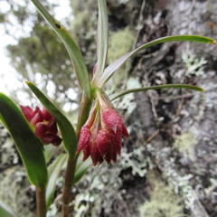 Epidendrum oxysepalum