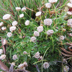 Paepalanthus dendroides