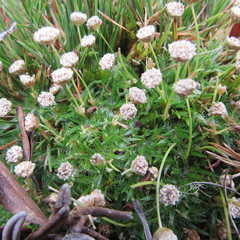 Paepalanthus dendroides